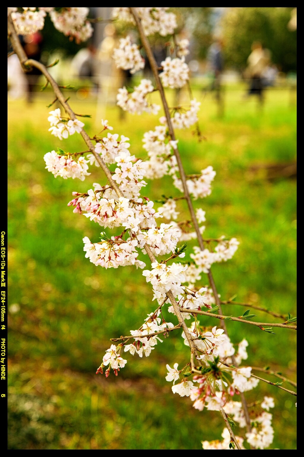 前橋の敷島公園と桜の開花と④