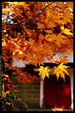 秋の榛名神社にて⑪
