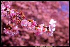 前橋の熊野神社境内の桜②