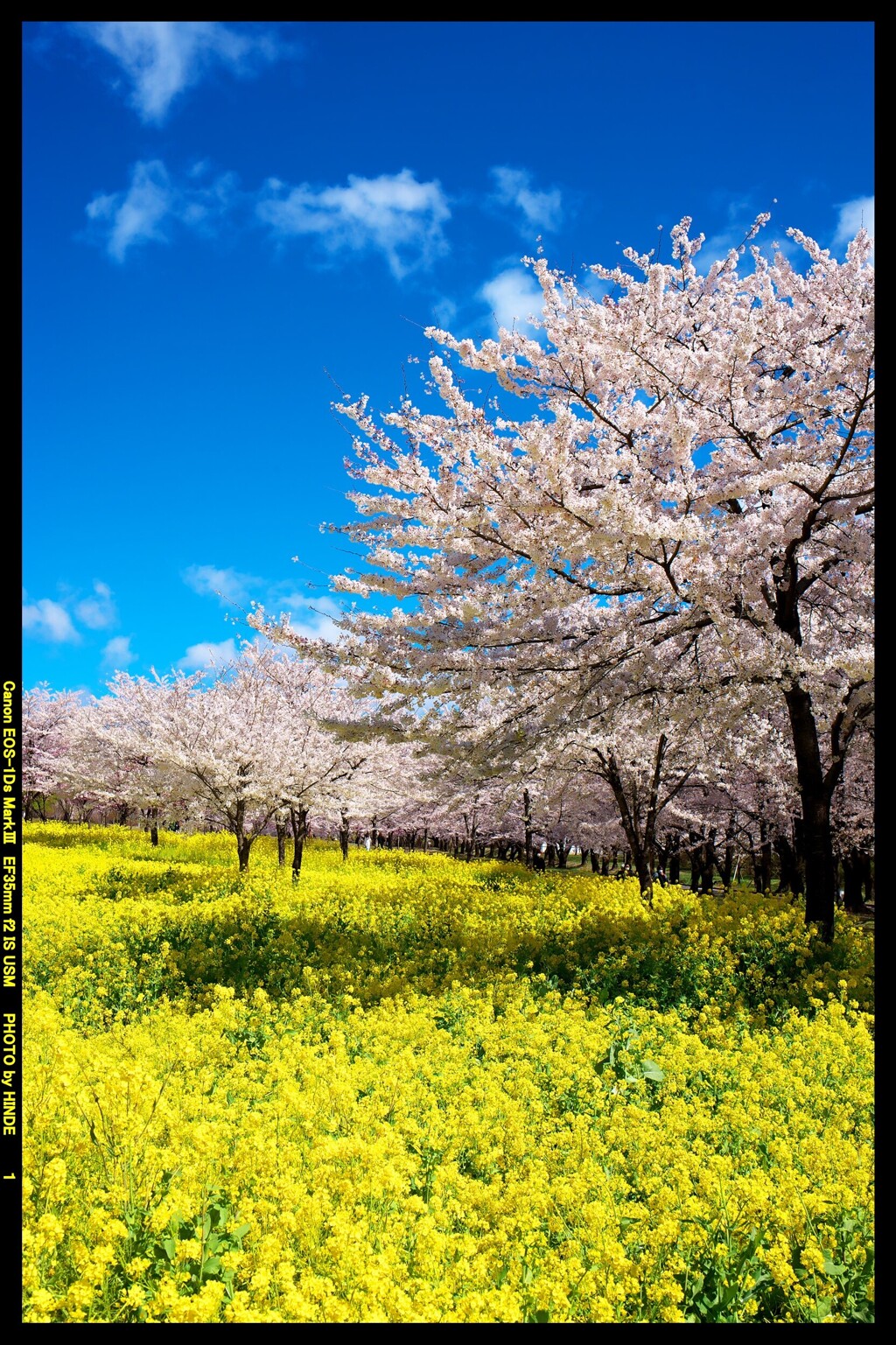 群馬の赤城南面千本桜①
