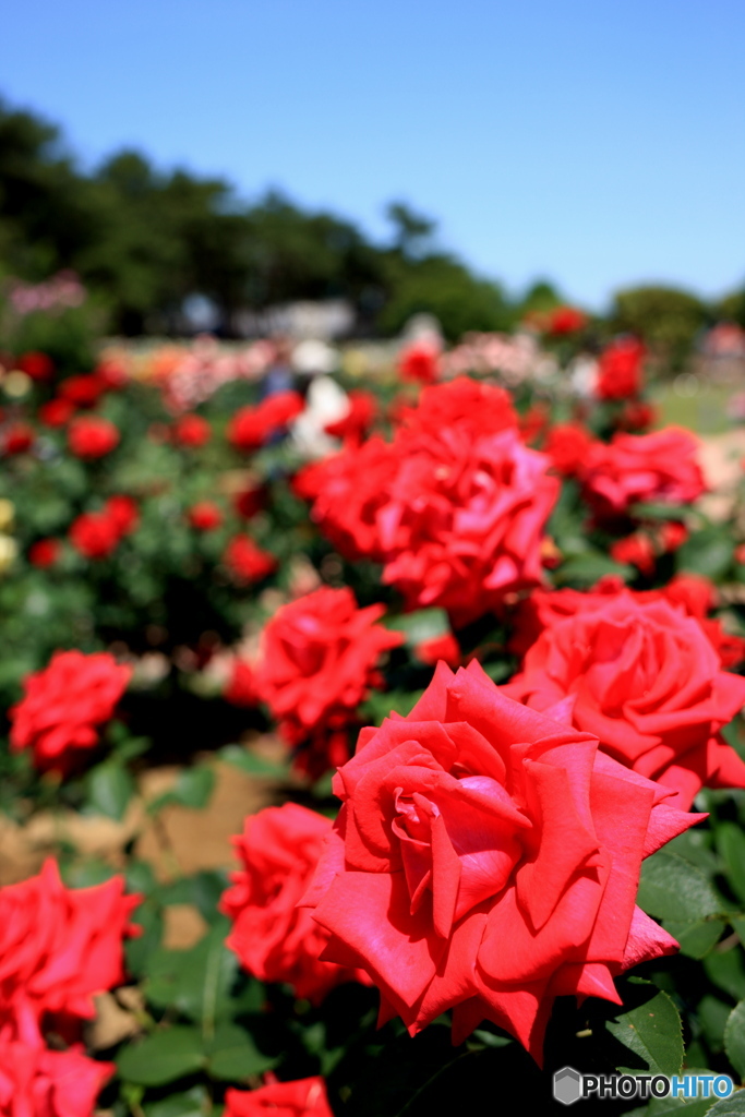 ５月の前橋敷島公園バラ園にて⑧
