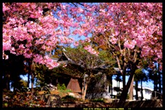 前橋の熊野神社境内の桜③