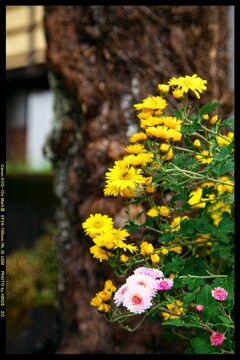 秋の六合村赤岩集落にて㉘