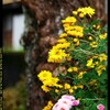 秋の六合村赤岩集落にて㉘