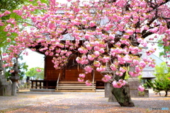 桜満開の日輪寺で③