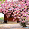 桜満開の日輪寺で③