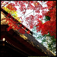 秋の少林山達磨寺にて⑮