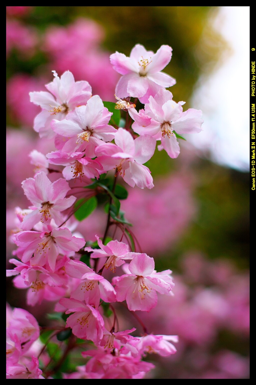 我が家の庭で⑩