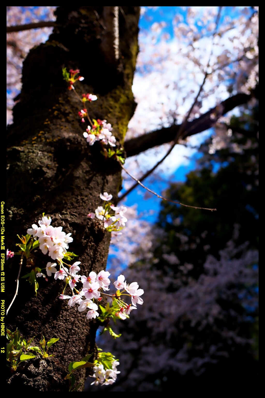 群馬の赤城南面千本桜⑦
