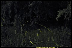 地元のホタル群生地で