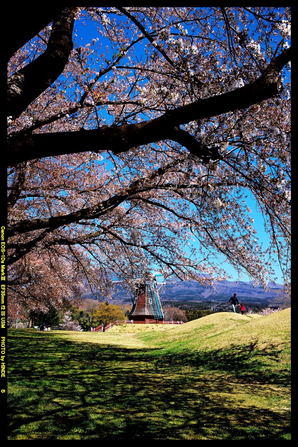 群馬の大胡グリーンフラワー牧場と桜と①