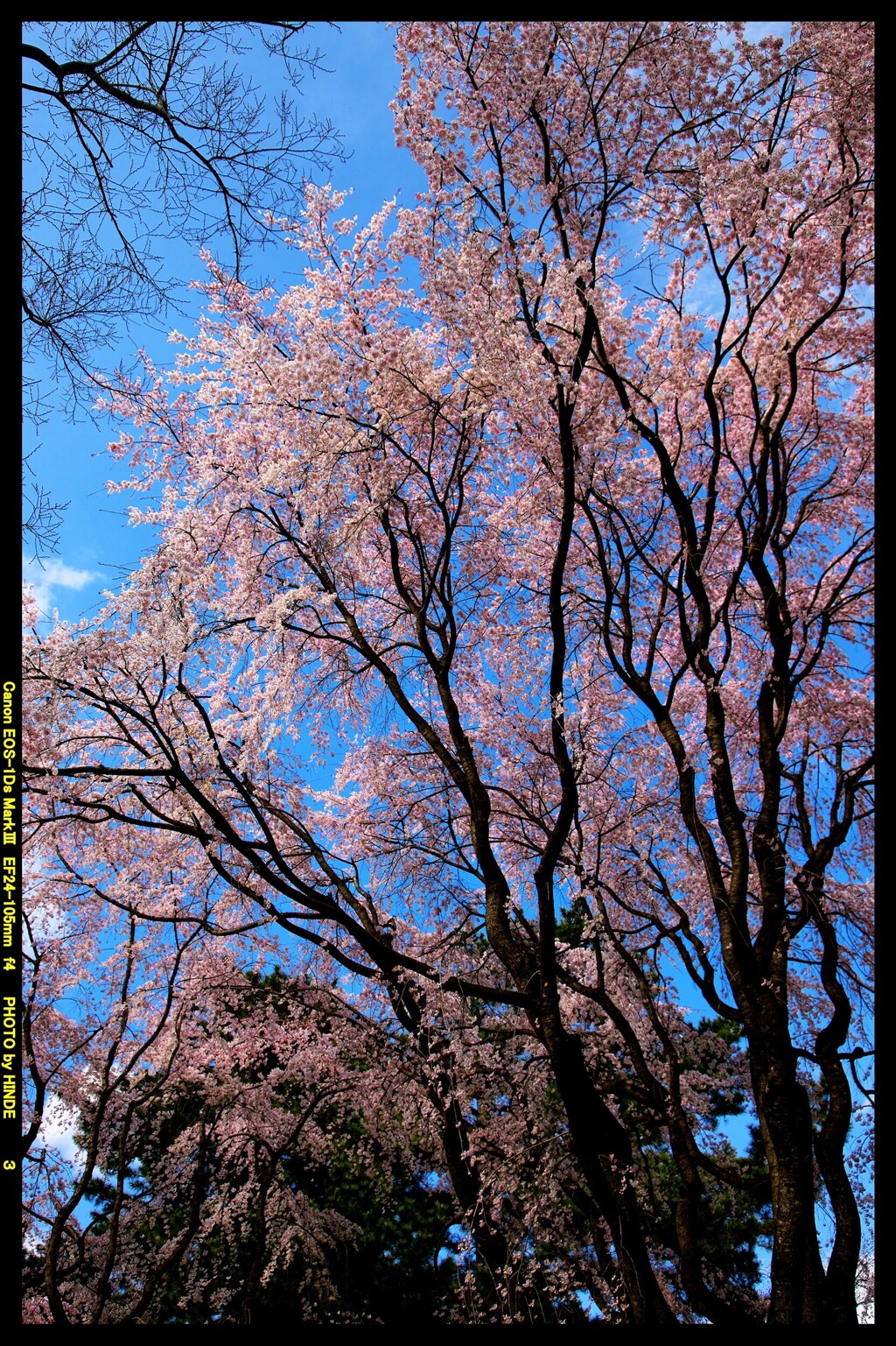 前橋の敷島公園と桜の開花と②