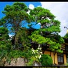 素晴らしき赤岩養蚕農家群③