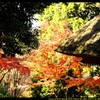 秋の少林山達磨寺にて⑱