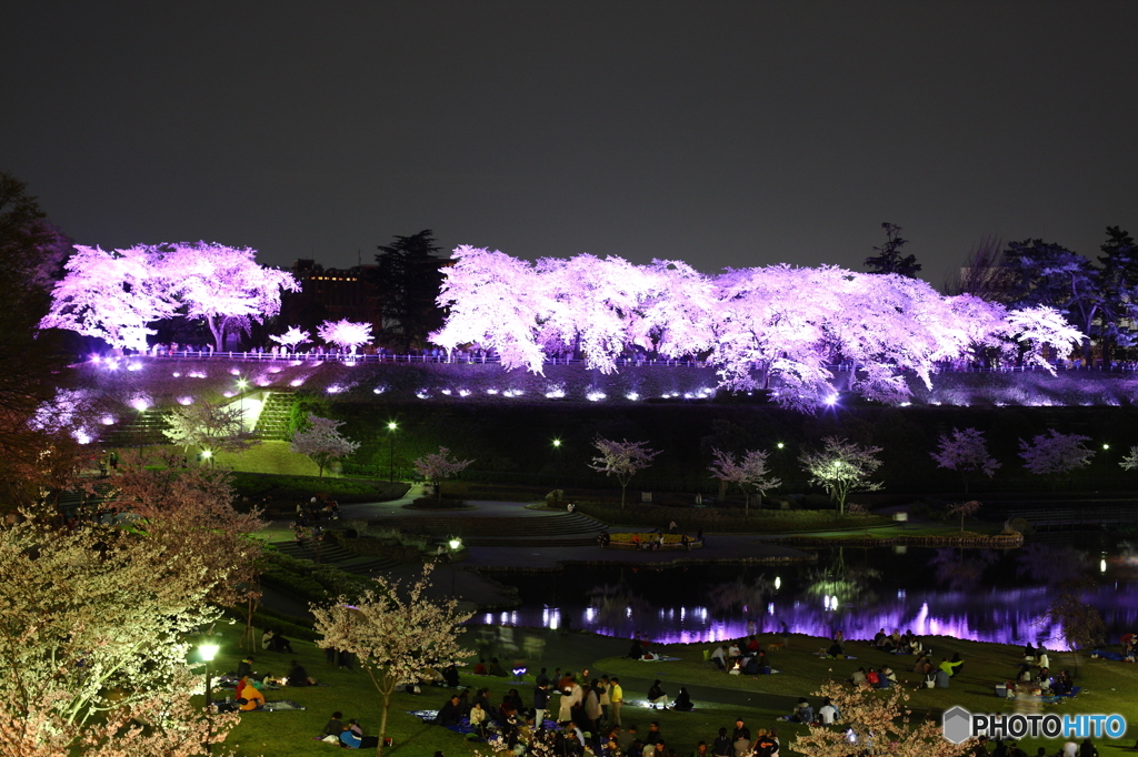 前橋幸の池公園の満開桜祭り