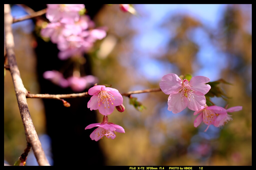 前橋の熊野神社境内の桜④