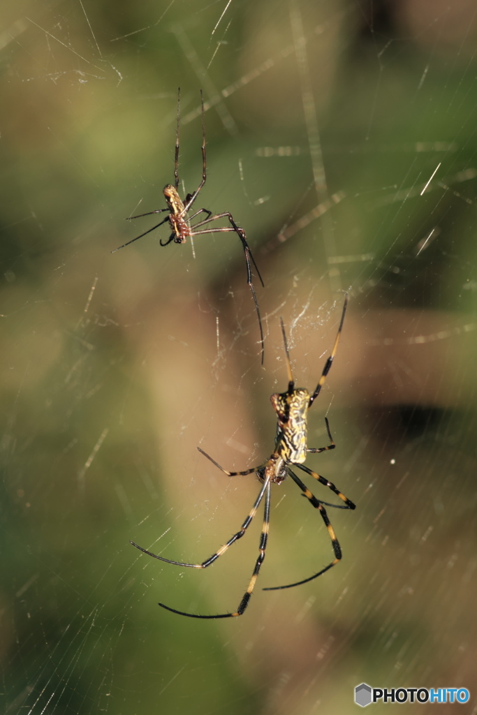 クモの夫婦