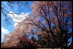 前橋の敷島公園と桜の開花と①