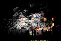 夜の前橋公園桜まつり⑧