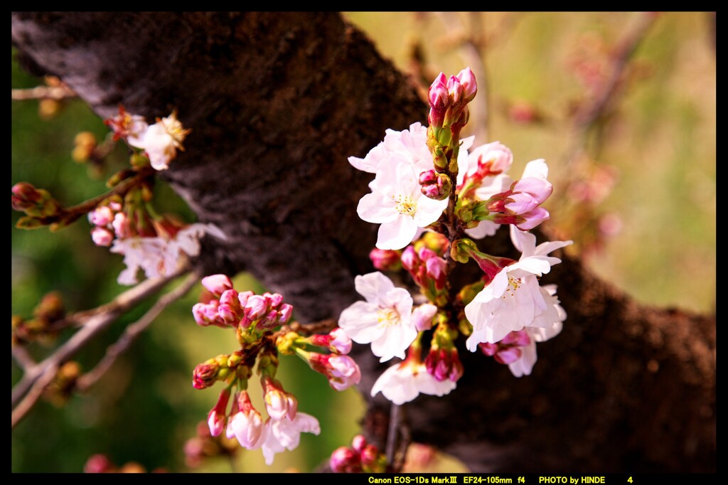 前橋の敷島公園と桜の開花と③