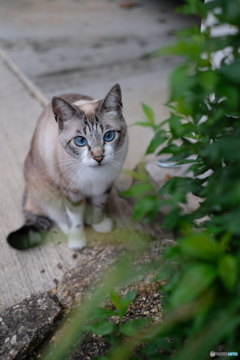 我が家の美猫