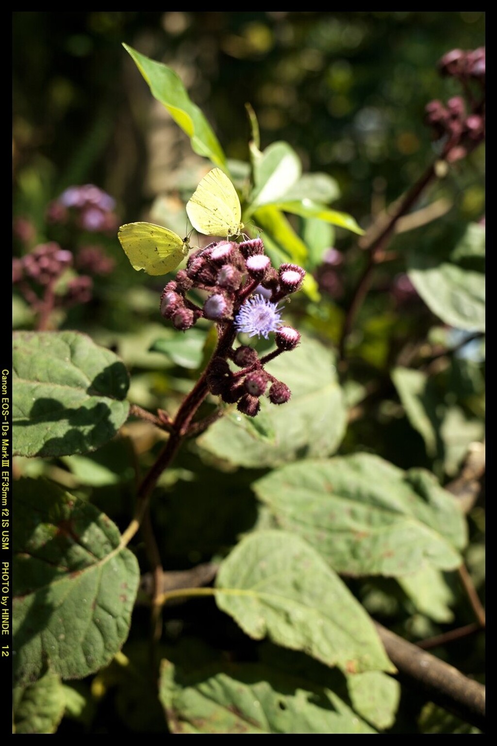 ぐんま昆虫の森にて⑪