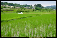 梅雨空と里の田んぼと③