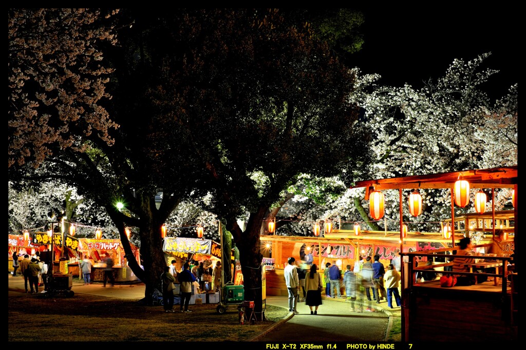 夜の前橋公園桜まつり⑤