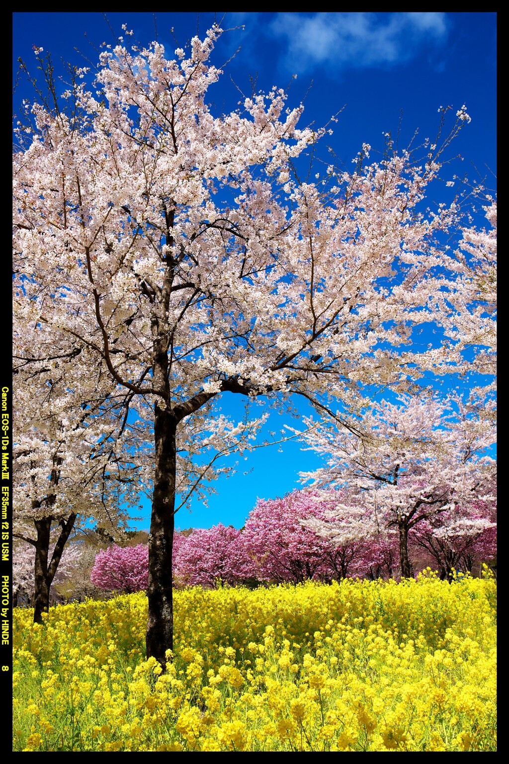 群馬の赤城南面千本桜⑤