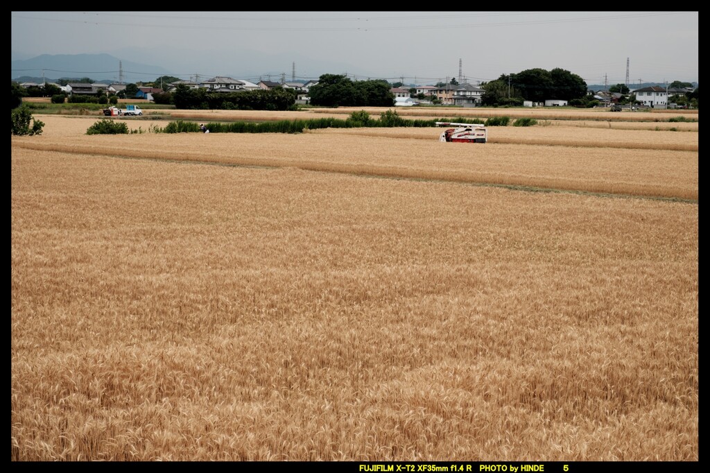 梅雨前の収穫③