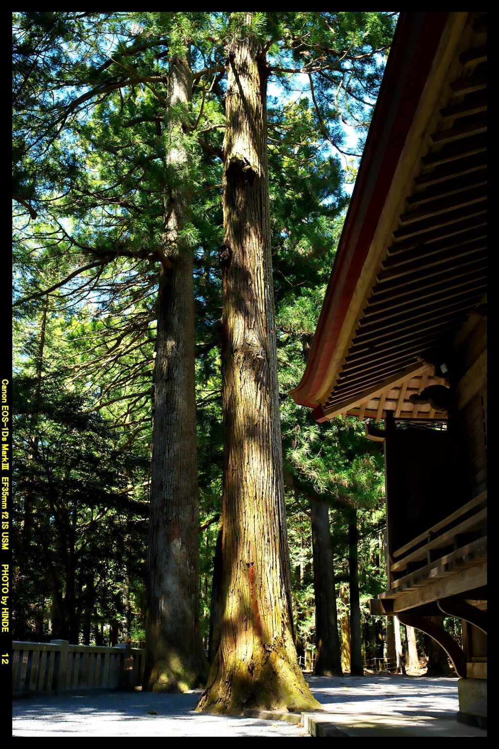 二ノ宮の赤城神社御神木①