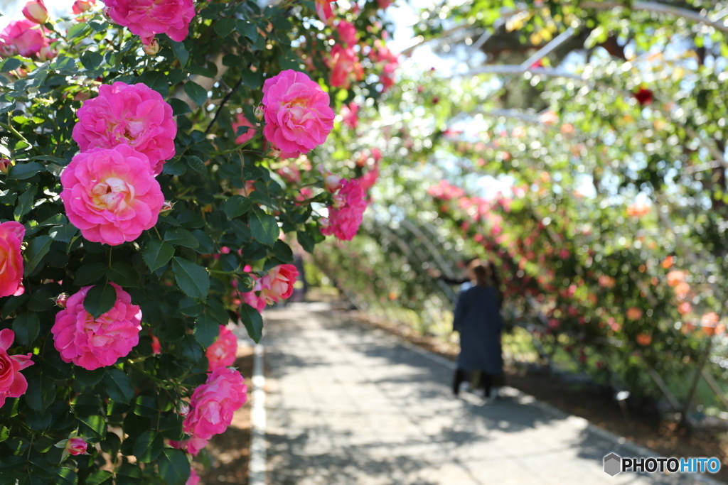 満開の前橋敷島公園バラ園にて④