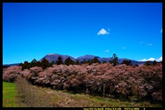 風車と桜と赤城山と①