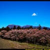 風車と桜と赤城山と①