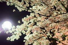 夜桜