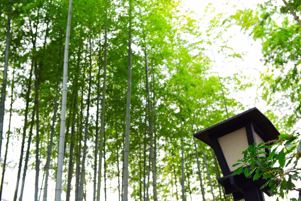 伊豆の竹林
