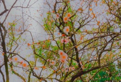 春が