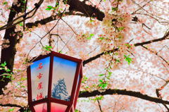 桜まつり