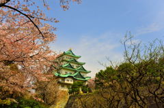 名古屋城桜祭り
