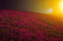 茶臼山 芝桜