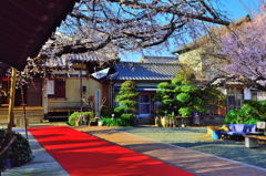 桜とお寺と