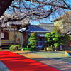 桜とお寺と