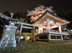 お寺と桜と