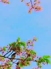 春が来る