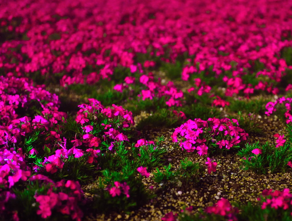 茶臼山 芝桜