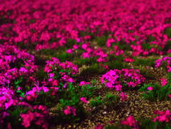 茶臼山 芝桜