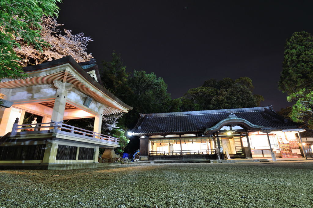 夜桜と