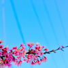 桜と