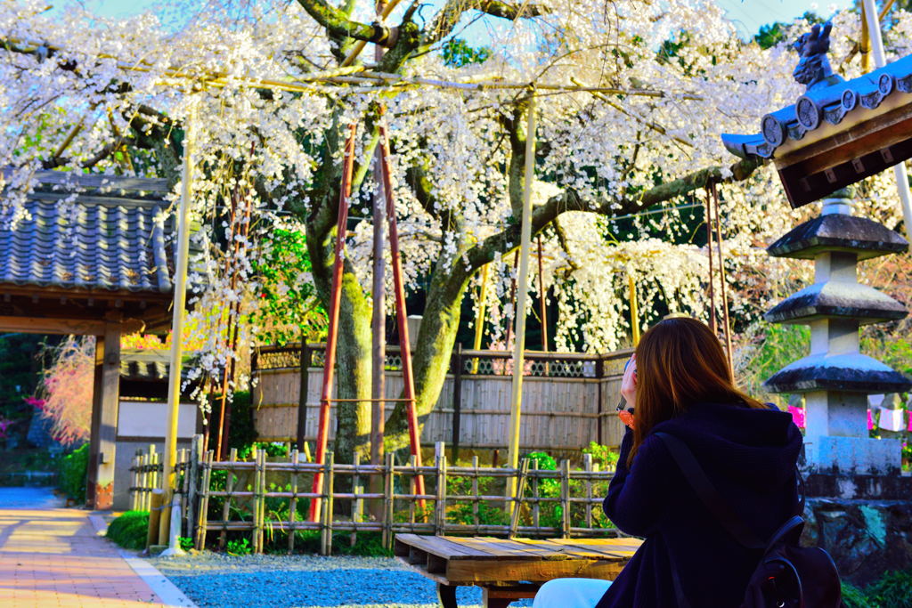 桜を撮る