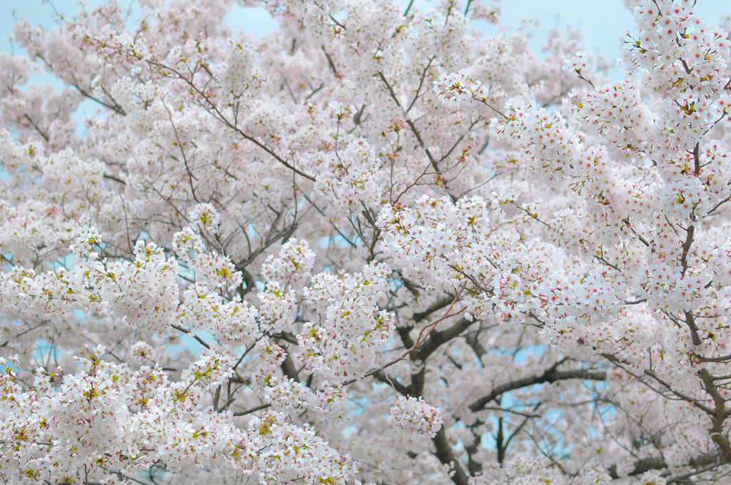 桜の季節